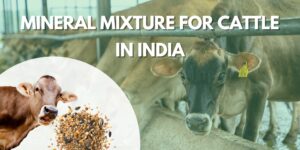 Mineral Mixture for Cattle